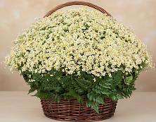 Цветочная композиция из Ромашки в корзине #REPLACE_PRED# Кирове