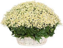 Цветочная композиция из Ромашки в корзине #REPLACE_PRED# Кирове